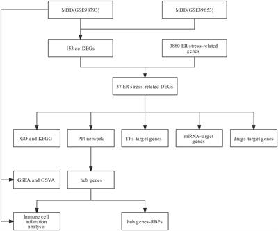 Comprehensive analysis of endoplasmic reticulum stress and immune infiltration in major depressive disorder